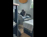 Grey cat trying to catch its own trail on couch