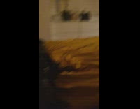 Black dog jumps on and off bed 