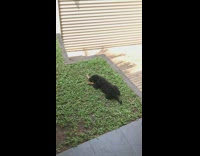 Black brown puppy dog plays with wood