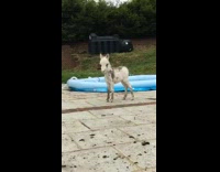 White mini horse makes weird noise in backyard makes owners laugh