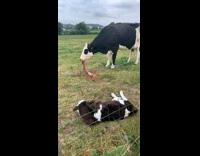 Mom cow eats placenta after giving birth  