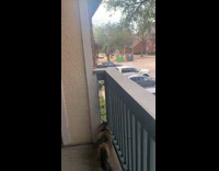 Cats on Apartment Building Have Stareoff