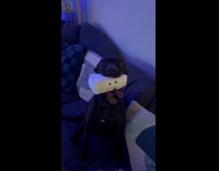 Puppy holding cheese plush toy 