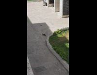 Sparrow birds attack cat on the street
