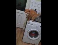 Orange cat meow at woman expect treats