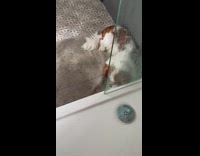 Dog waits for owner right outside shower 