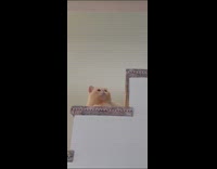 Cat on stairs reach for cat wand