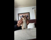 Collab ClipsIG - Bunny wearing shades while dancing