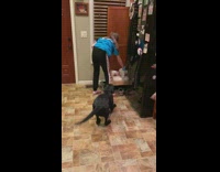 Collab Clips mpugc - Black dog jumping high in kitchen excited