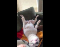 Dog sleeping comfortable with legs up in air