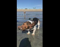 old hound dog at beach slow motion shake