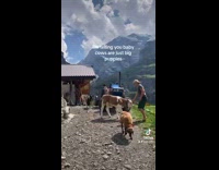 Collab AnimalIG - Baby cow plays just like big puppies