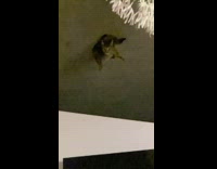 Collab BitchMP - Cat jumps off second floor to couch