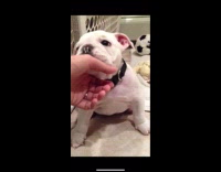 Collab BitchMP - Dog as baby versus now fat