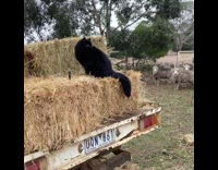 Cat sits on hay bale watches goats