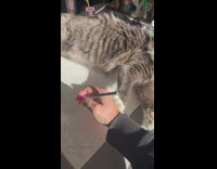 Woman draws and gets interrupted by her cat 