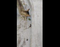 Cat gets more than what it asked for