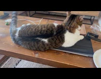 Large cat lie on table back massage