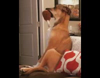 Dog sits on couch with chicken drumstick chew toy in mouth