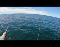 Dolphin steals filmers tuna caught in fish rod