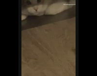 Brown white cat grabs jigsaw puzzle piece 