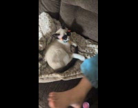 Kid putting blush on chill kitten