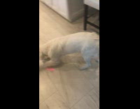 Pet dog chases the laser on the ground