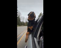 Collab Clips MPUGC2 - Dog on car ride eats french fry