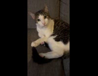 Cat frustrated at hooman touching the groomed part fur 