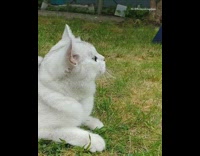 White cat blue eyes lays grass meows