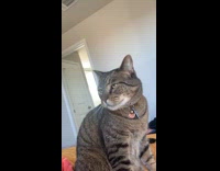 Cat loosing voice lets out faint meow 