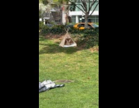 Giant rabbit sleeping inside tipi at park