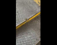 Green moth butterfly insect bug metal stairs 