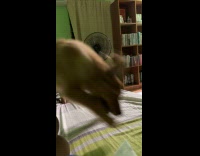 Dog gets hyper jumps around the bed