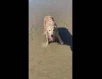 Pet dog wet and roll over the beach sand