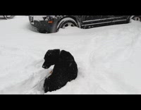 Dog playing in the snow