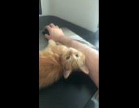 Guy plays video game on computer with his cat 