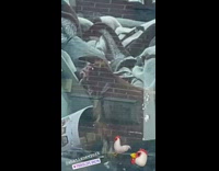 Rooster in front seat near cup holders 