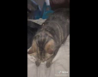 Grey cat in bed covered in leaves and branches 