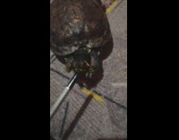 Small turtle drinks and flips it hands fast