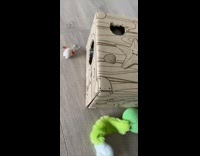 Kitten inside brown starfish box mouse toy 