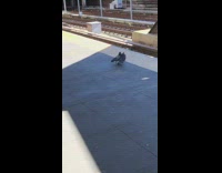 Guys watch as pigeon is murdered on train tracks
