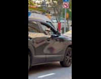 Collab WINY - Dog with goggles peeks from car window