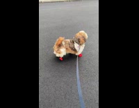 Collab ClipsIG - Dog in Shoes Hits Head on Ground