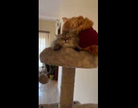 Two cats sitting on tower cleans friend