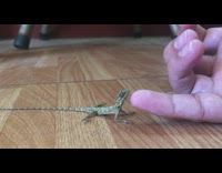 Guy pets small lizard newt gecko pinky 