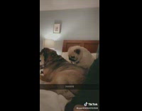 Pug scratches other dogs back