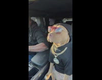 Fashionable Dog Vibes to Music in Car