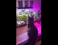 Cat splash aquarium water drinks on table