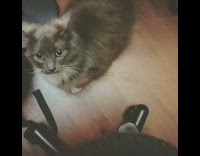 Pet cat with no tail run around and jumps on its owner